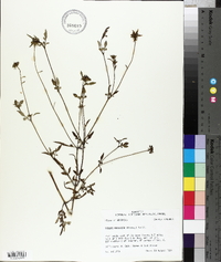 Bidens aristosa image