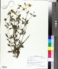 Bidens aristosa image