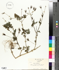 Bidens bipinnata image