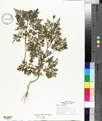 Bidens bipinnata image