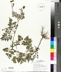 Bidens bipinnata image