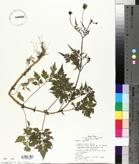 Bidens bipinnata image