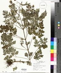 Bidens bipinnata image