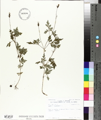 Bidens bipinnata image