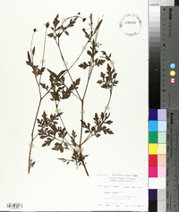 Bidens bipinnata image