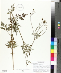 Bidens bipinnata image