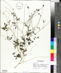 Bidens bipinnata image