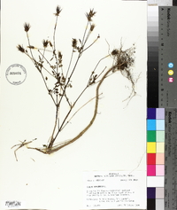 Bidens bipinnata image