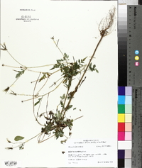 Bidens bipinnata image