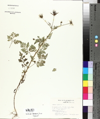 Bidens bipinnata image