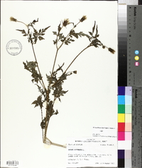 Bidens bipinnata image