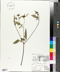 Bidens frondosa var. frondosa image