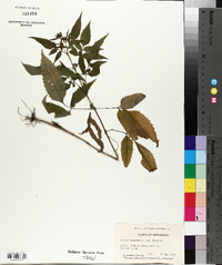 Bidens frondosa var. frondosa image