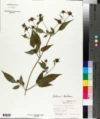 Bidens discoidea image