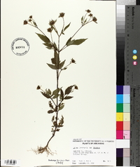 Bidens frondosa var. frondosa image