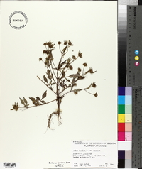 Bidens frondosa var. frondosa image