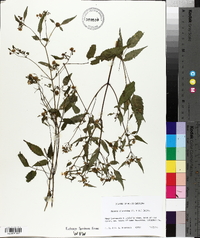 Bidens discoidea image