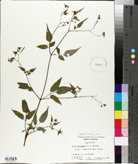 Bidens discoidea image