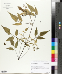 Bidens discoidea image