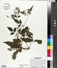 Bidens discoidea image