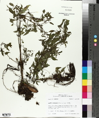 Bidens discoidea image