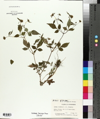 Bidens frondosa var. frondosa image