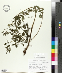 Bidens discoidea image