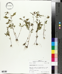 Bidens discoidea image