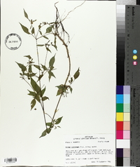 Bidens discoidea image