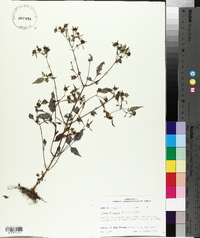 Bidens discoidea image