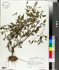 Bidens discoidea image