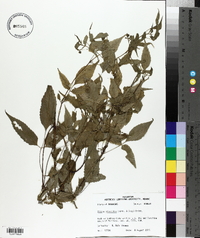 Bidens discoidea image