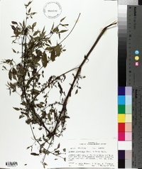 Bidens discoidea image