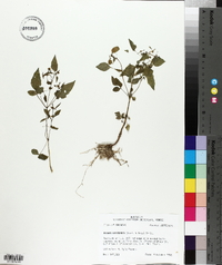 Bidens discoidea image