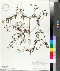 Bidens discoidea image