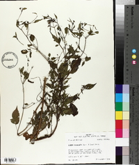 Bidens discoidea image