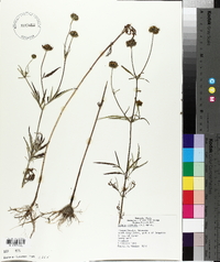 Bidens trichosperma image