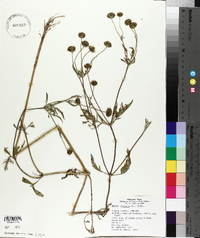 Bidens trichosperma image