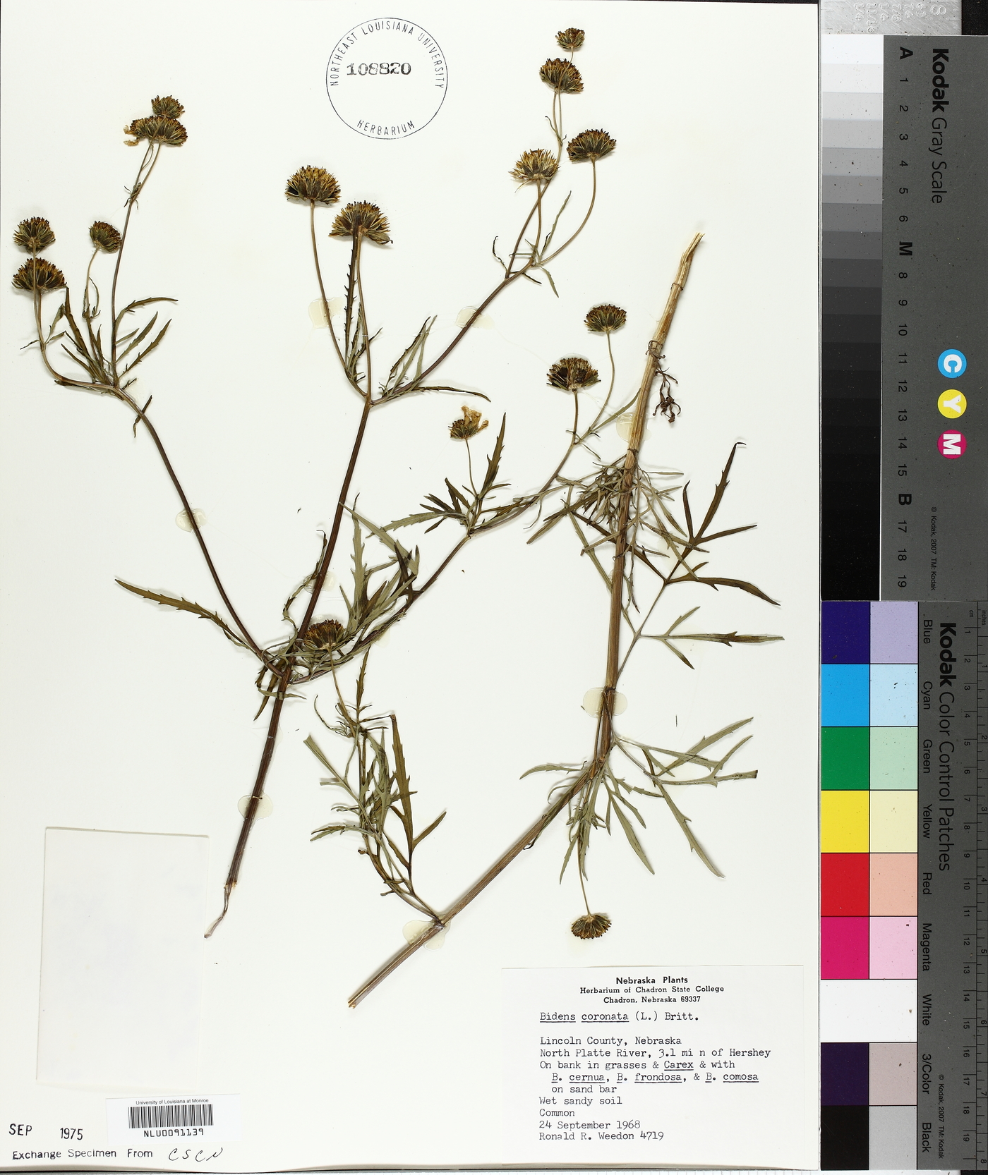 Bidens cornuta image