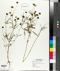 Bidens trichosperma image