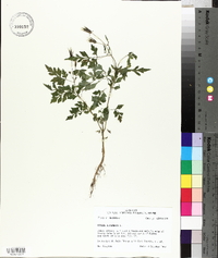 Bidens bipinnata image