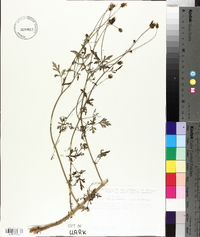 Bidens bipinnata image