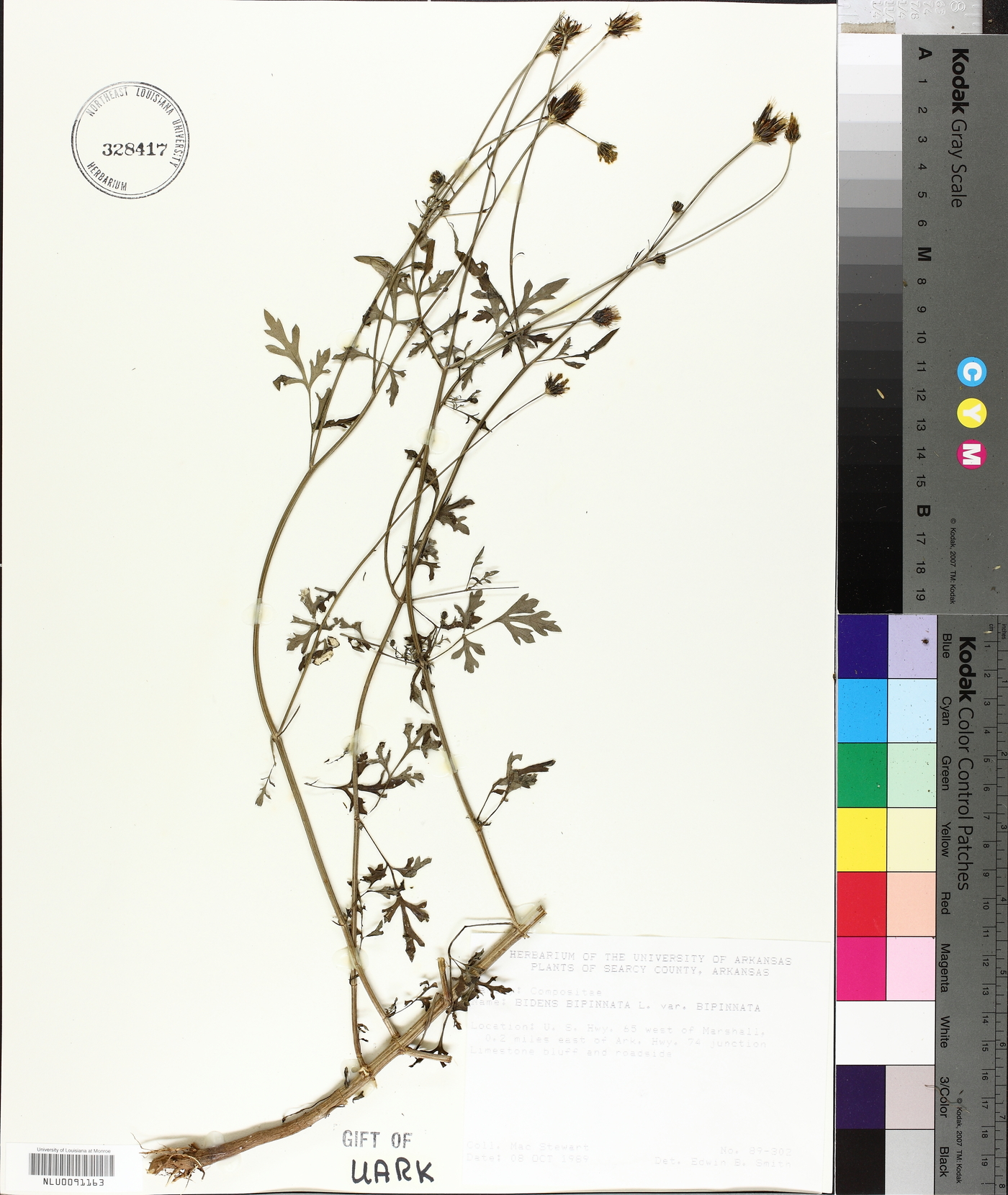 Bidens bipinnata var. bipinnata image