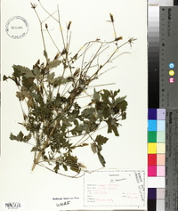 Bidens bipinnata image