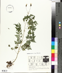 Bidens bipinnata image