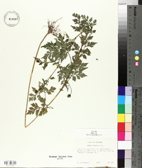 Bidens bipinnata image