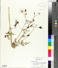 Bidens bipinnata image