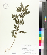 Bidens bipinnata image