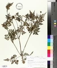 Bidens bipinnata image