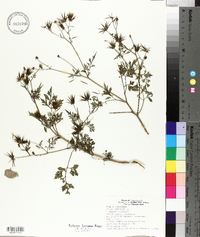 Bidens bipinnata image